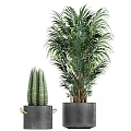 Various Green Leafy Potted Plants In Decorative Black Pots For Indoor Decoration