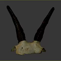 Unique Animal Skull With Long Curved Dark Horns On Gray Background