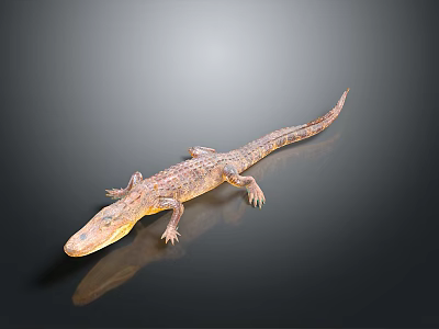 Crocodile 3D Model Lying on Black Surface With Reflection and Gradient Gray Background 3d model