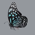Black And Turquoise Flying Butterfly With White Spots On Spread Wings 3d model