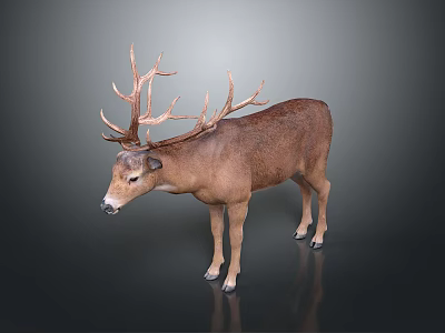 Realistic Deer with Large Antlers and Brown Fur Standing on Dark Background 3d model