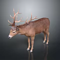 Realistic Deer with Large Antlers and Brown Fur Standing on Dark Background