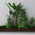 Lush Bonsai Potted Plants With Various Green Foliage In Rectangular Wooden Container