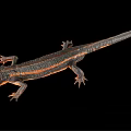 Detailed 3D Rendering Of Salamander With Orange Stripes On Black Background