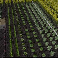 Garden Landscape With Various Vegetable Beds Green Purple Leaves Yellow Flower Field And Background Trees