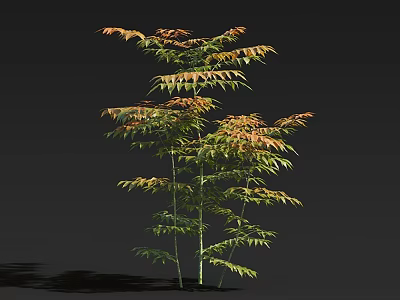 Arbor Featuring Green Orange Leaves And Slender Trunks On Dark Background With Shadow 3d model