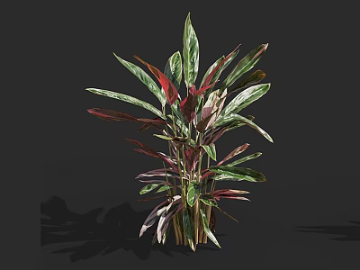 Ornamental Plant With Green And Red Leaves On Black Background With Shadows 3d model