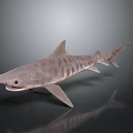 Striped Gray Shark Model Displayed on Dark Background with Reflection 3d model
