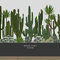 Cacti And Succulents Plant Combination In Black Rectangular Planter With Green Foliage
