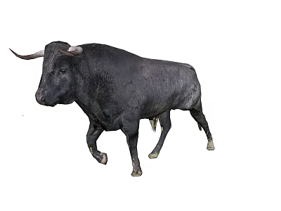 Majestic Black Bull With Curved Horns Walking Isolated On White Background 3d model