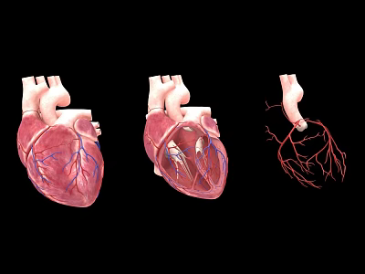 Game Movie Character Three Anatomical Hearts with Internal Structure and Vascular System 3d model