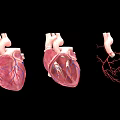 Game Movie Character Three Anatomical Hearts with Internal Structure and Vascular System