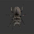 Stag Beetle With Shiny Dark Exoskeleton Large Mandibles Close Up Isolated On Dark Background