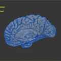 Human Brain Anatomical Model Displaying Detailed Cortex Structure And Neural Pathways 3d model