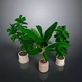 Fresh Culinary Herbs in Light Ceramic Pots for Home Cooking Preparation