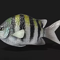 Beautiful Colorful Striped Tropical Fish with Vibrant Body Fins Tail and Exotic Details