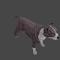 Realistic Brown and White Dog Game Movie Character 3D Model with Alert Expression