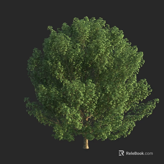Lush Green Arbor Showcasing Dense Foliage And Healthy Branch Growth 3d model 