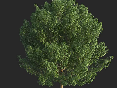 Lush Green Arbor Showcasing Dense Foliage And Healthy Branch Growth 3d model