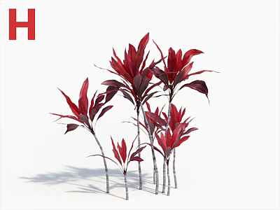 Multiple Red Leaf Plants With Tall And Short Stems On White Background 3d model