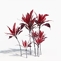 Multiple Red Leaf Plants With Tall And Short Stems On White Background 3d model