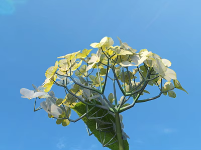 Modern Aqua Hydrangea 3d model Modern Aqua Hydrangea 3d model