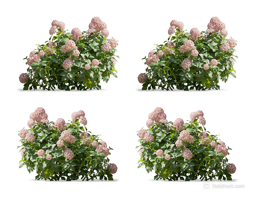 Vibrant Pink Hydrangea Bushes With Lush Green Leaves In Garden View 3d model 
