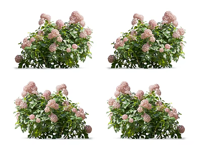 Vibrant Pink Hydrangea Bushes With Lush Green Leaves In Garden View 3d model