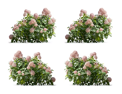 Vibrant Pink Hydrangea Bushes With Lush Green Leaves In Garden View 3d model