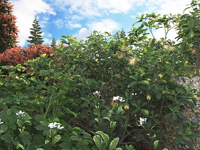 Lush Green Shrubs With White Flowers And Fresh Leaves Under Sunny Blue Sky In Garden 3d model