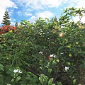 Lush Green Shrubs With White Flowers And Fresh Leaves Under Sunny Blue Sky In Garden