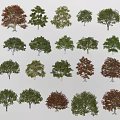 Various Types of Arbor Trees Showcasing Diverse Foliage Colors and Forms
