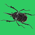 Giant Beetle With Large Horn And Yellow Black Body On Green Background