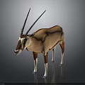 Brown and White Antelope with Long Horns Standing in Studio Setting 3d model