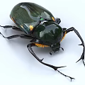 Yang color arm golden tortoise scarab beetle insect 3d model