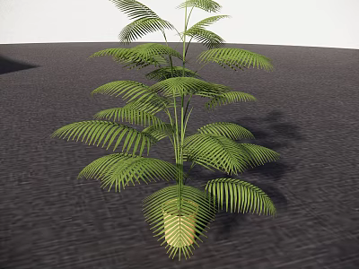 Beautiful Bonsai Potted Plant with Fern Feathery Green Leaves for Indoor Decor 3d model
