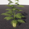 Beautiful Bonsai Potted Plant with Fern Feathery Green Leaves for Indoor Decor