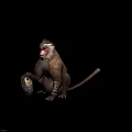 Red Faced Monkey With White Eyebrows Sitting Holding Stone And Decorative Arm Ankle Bands