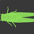 Green Cicada With Transparent Wings Detailed Body And Long Legs As Flying Insect