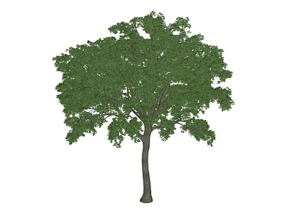 Lush Green Arbor With Dense Foliage And Straight Trunk Structure 3d model