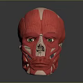 Red Anatomical Human Head Muscle Model Showing Detailed Facial Muscle Structure