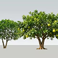 Arbor Trees With Lush Green Foliage And Fruit Bearing Branches