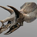 Prehistoric Triceratops Dinosaur Skull Fossil With Detailed Large Horns And Frill