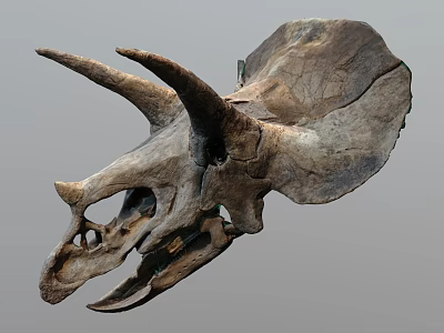 Prehistoric Triceratops Dinosaur Skull Fossil With Detailed Large Horns And Frill 3d model