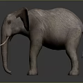 Elephant With Large Ears Long Trunk And Ivory Tusks Standing On Gray Background