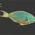 Tropical Fish With Blue Green Purple Scales Yellow Tail And Reflection On Dark Background
