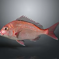 Red Fish With Shiny Scales And Sharp Fins Swimming In Dark Background