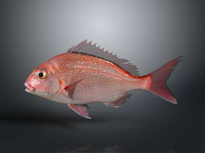 Red Fish With Shiny Scales And Sharp Fins Swimming In Dark Background 3d model