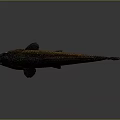 Brown and orange carp with open mouth and black fins on gray background with reflection