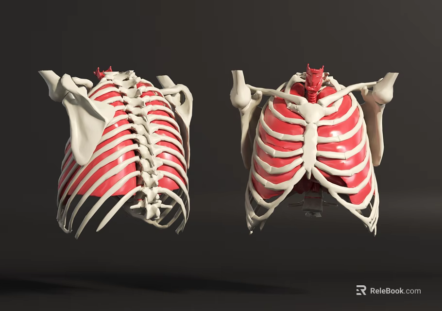 Detailed Chest Organs Anatomical Model With Rib Cage Sternum Spine And Thoracic Structure 3d model 